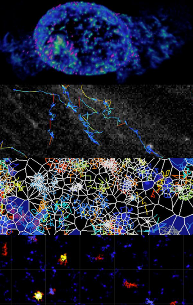 Cellular physiology - Images source: Cellular Physiology Lab