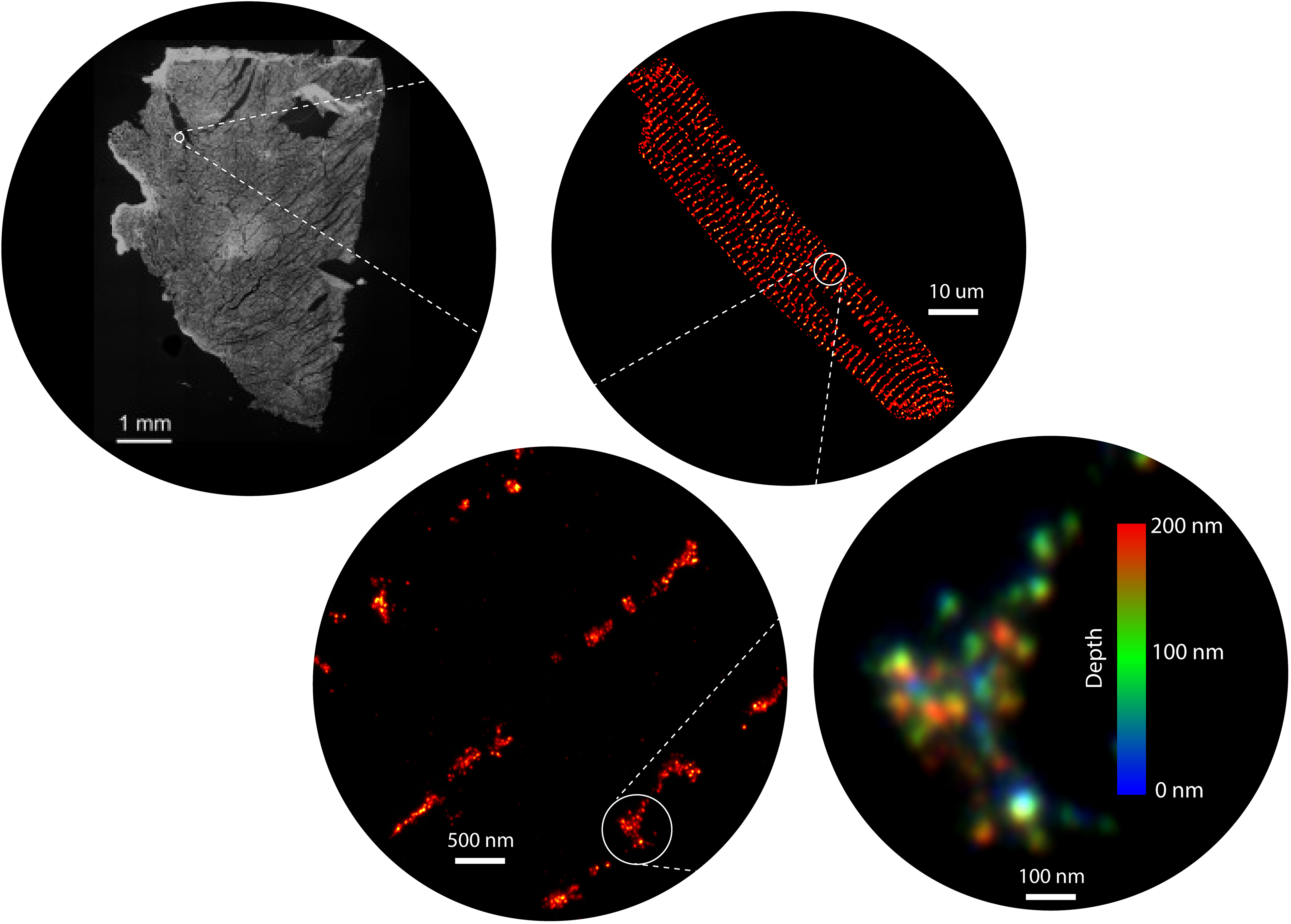 Signalling Nanodomains